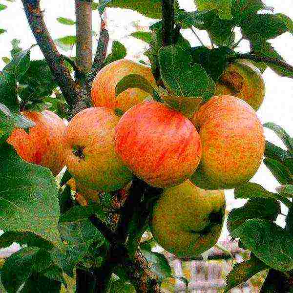 good variety of autumn apple trees