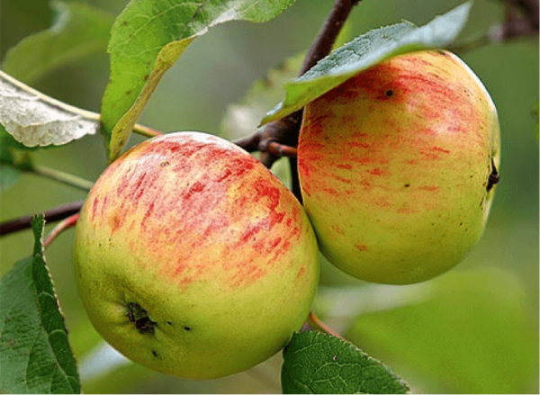 good variety of autumn apple trees