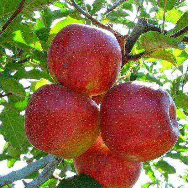 good variety of autumn apple trees