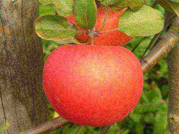 good variety of autumn apple trees