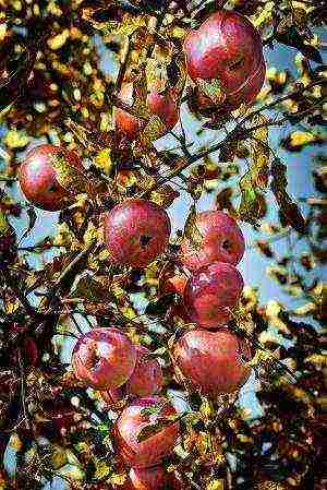 good variety of autumn apple trees