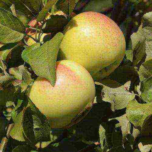 good variety of autumn apple trees