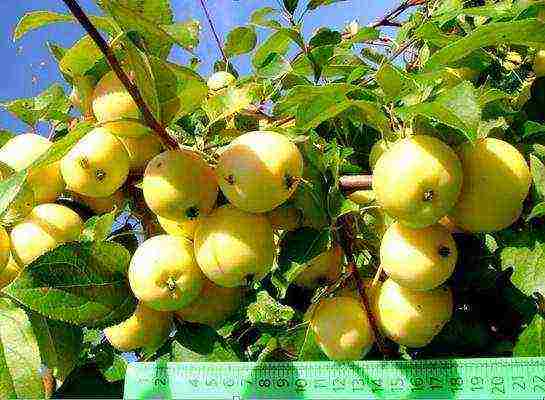 good variety of autumn apple trees