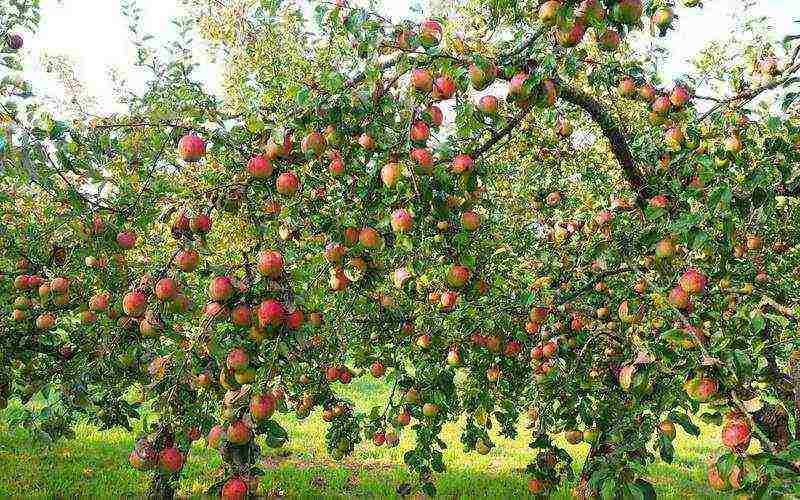 good variety of autumn apple trees