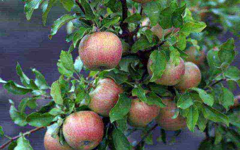 good variety of autumn apple trees