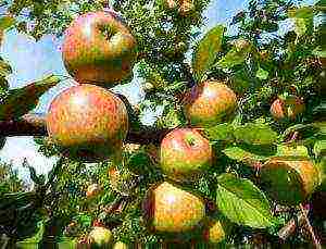 good variety of autumn apple trees