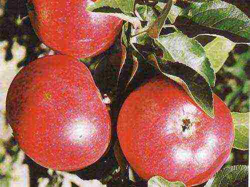 good variety of autumn apple trees