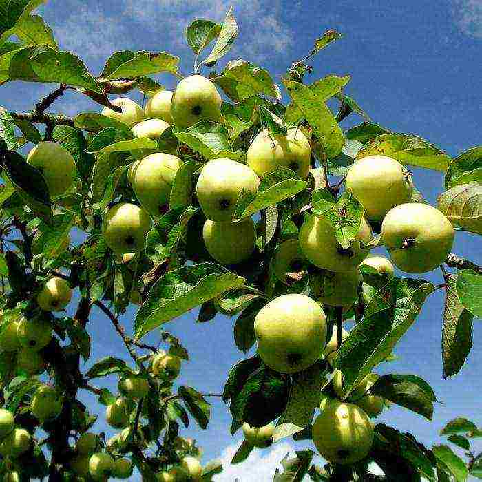 good variety of autumn apple trees