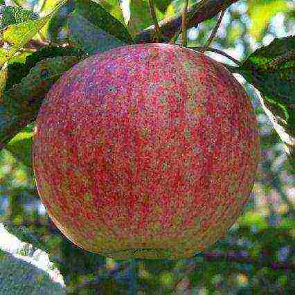 good variety of autumn apple trees