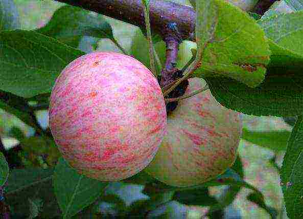 good variety of autumn apple trees