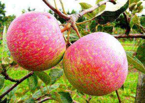 good variety of autumn apple trees