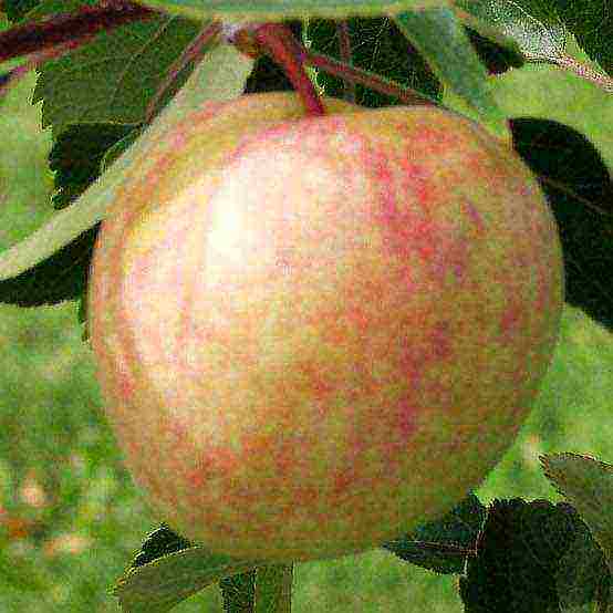 good variety of autumn apple trees