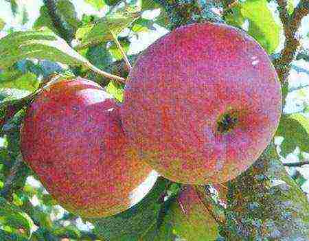 good variety of autumn apple trees