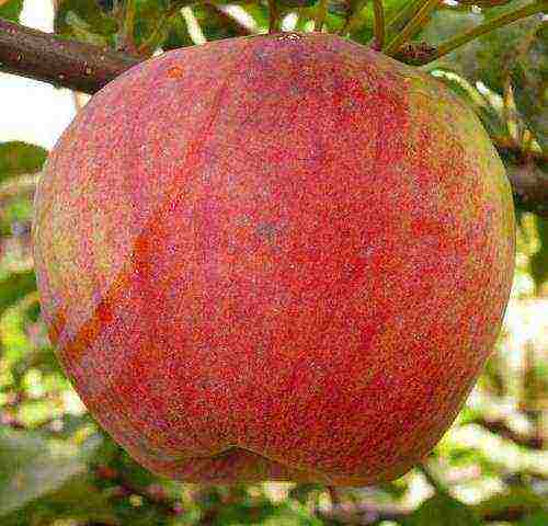 good variety of autumn apple trees