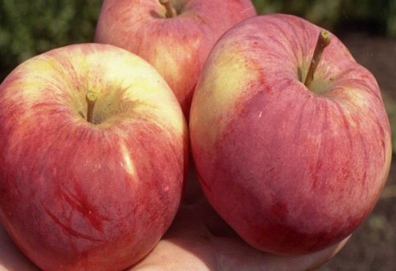 good variety of autumn apple trees