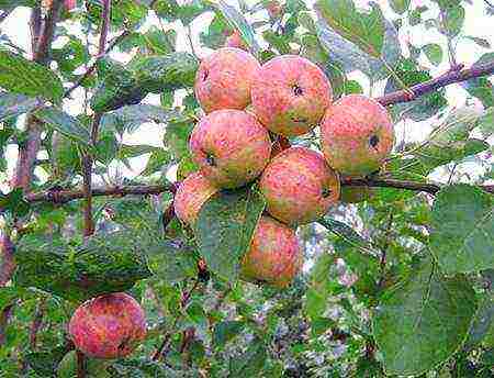 good variety of autumn apple trees