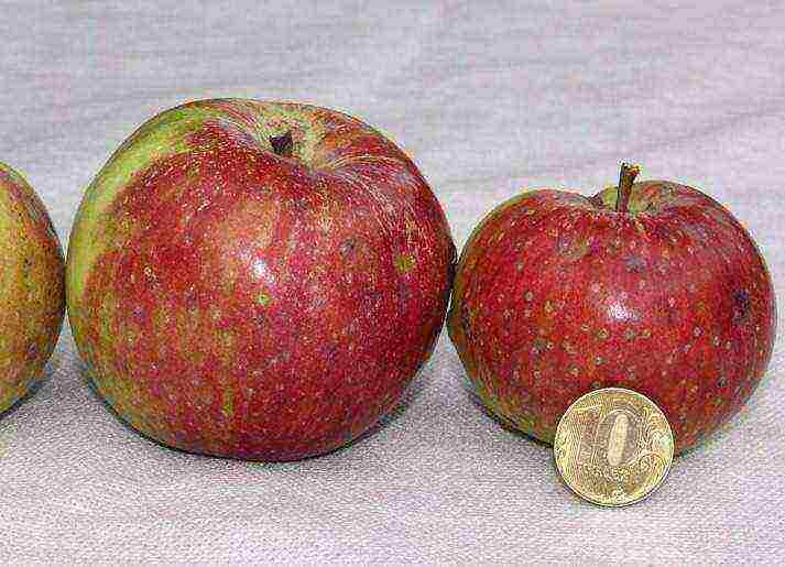 good variety of autumn apple trees