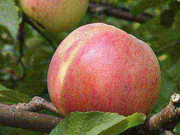 good variety of autumn apple trees