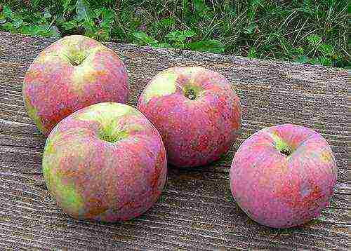 good variety of autumn apple trees