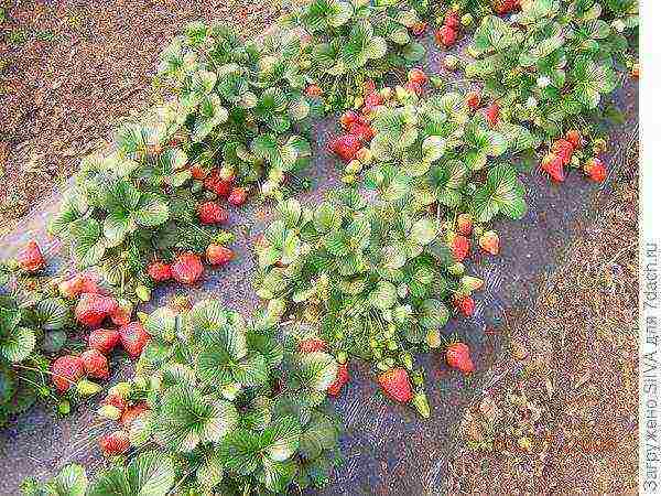 good grade of remontant strawberry