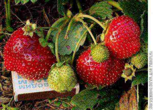 good grade of remontant strawberry