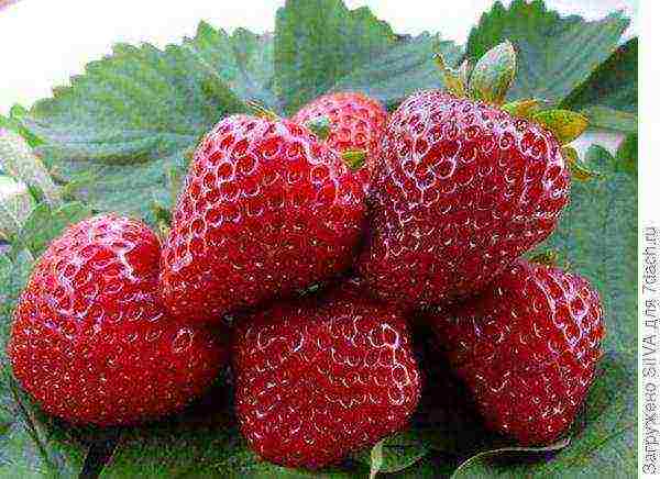 good grade of remontant strawberry