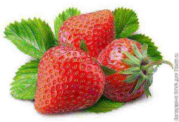 good grade of remontant strawberry