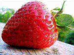 good grade of remontant strawberry