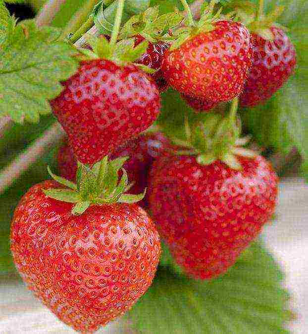 good grade of remontant strawberry