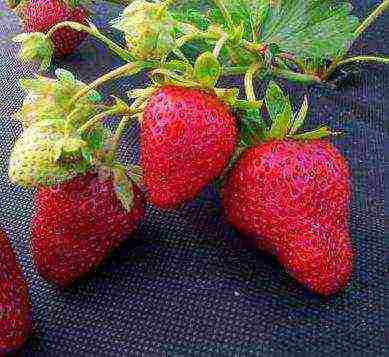 good grade of remontant strawberry