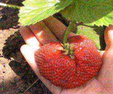 good grade of remontant strawberry