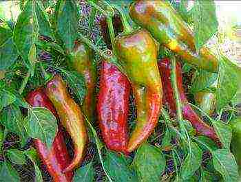 good variety of sweet pepper