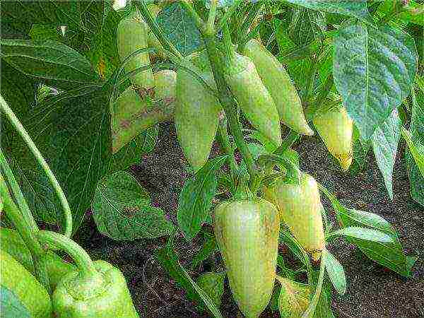 good variety of sweet pepper