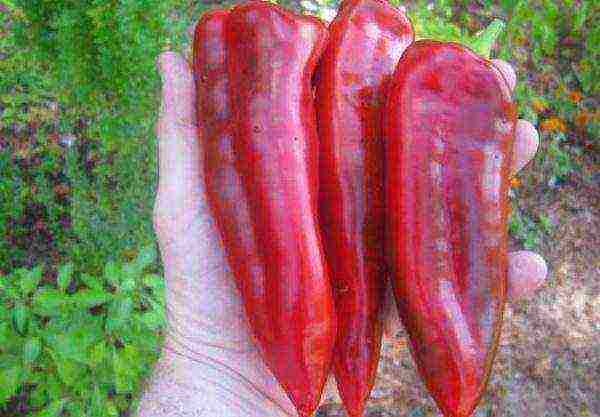 good variety of sweet pepper