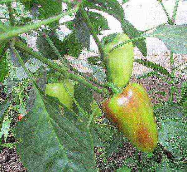 good variety of sweet pepper