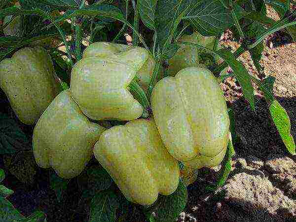 good variety of sweet pepper