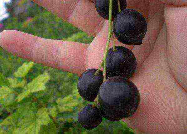 good variety of black currant