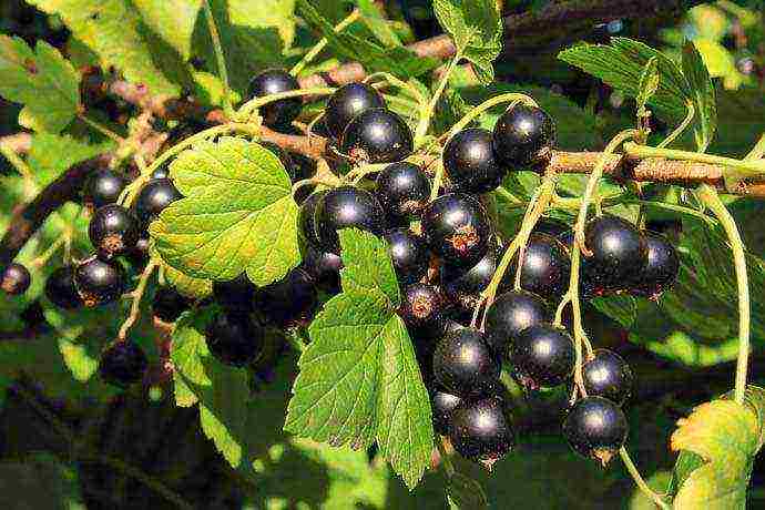 good variety of black currant