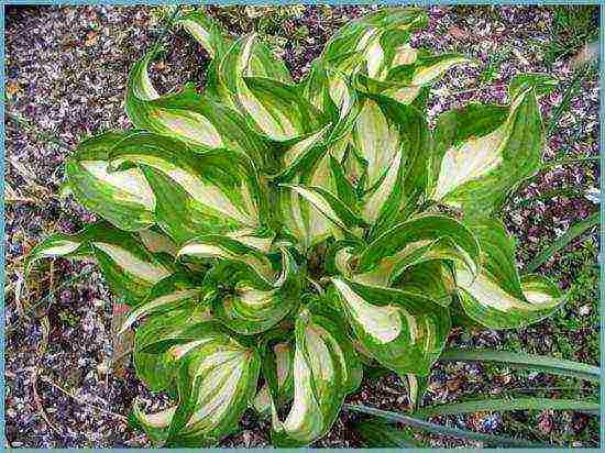 hosta blue planting and care in the open field