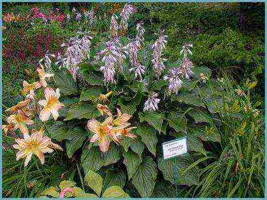 hosta blue planting and care in the open field