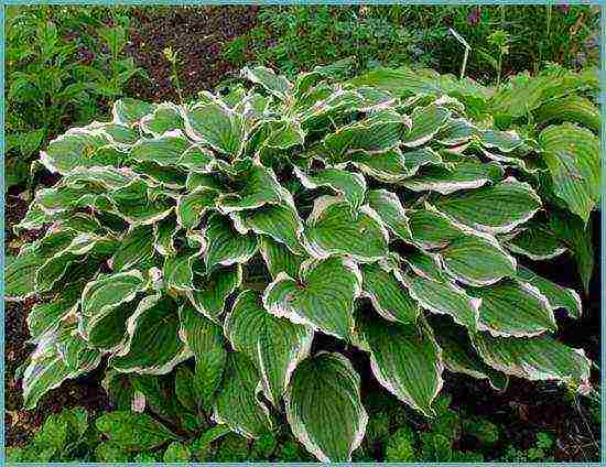 hosta blue planting and care in the open field