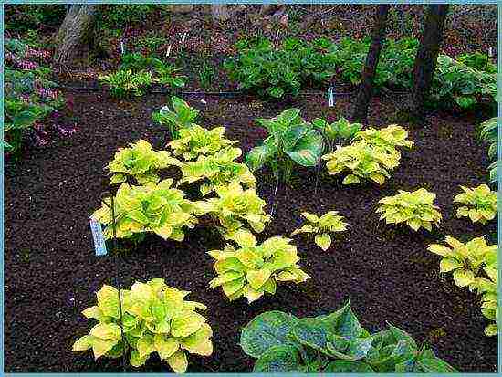 hosta blue planting and care in the open field