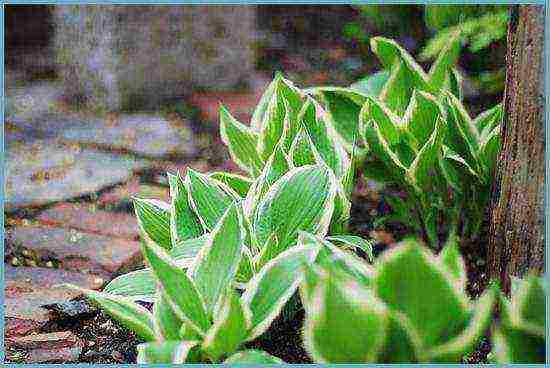 hosta blue planting and care in the open field