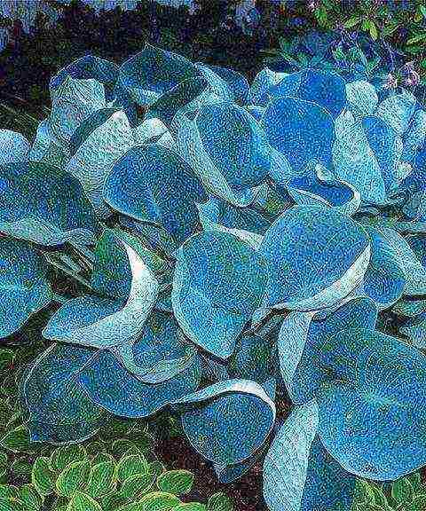 hosta blue การปลูกและดูแลในทุ่งโล่ง