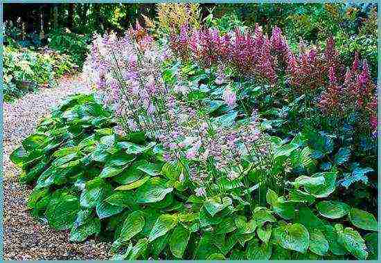 hosta blue planting and care in the open field