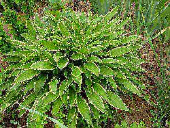 hosta blue planting and care in the open field