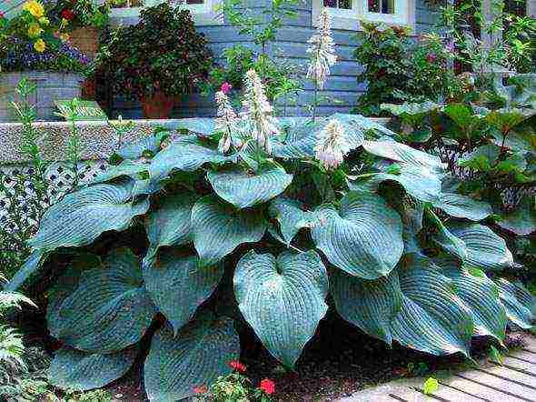 hosta blue na pagtatanim at pangangalaga sa bukas na bukid