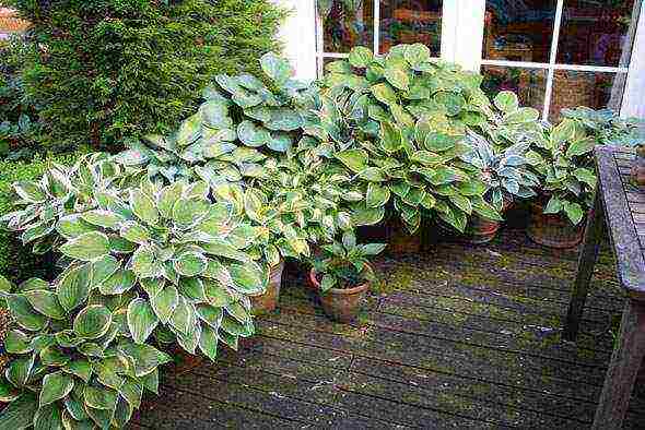 hosta blue การปลูกและดูแลในทุ่งโล่ง