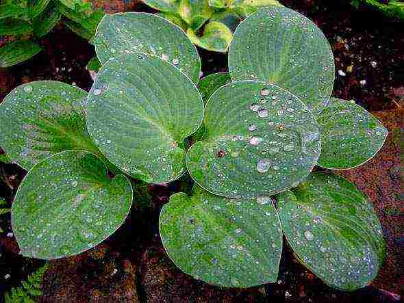 hosta blue planting and care in the open field