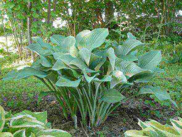 hosta blue planting and care in the open field